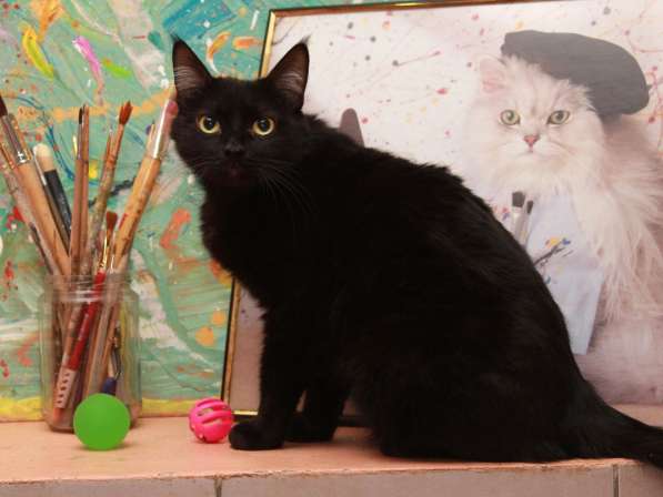 Красавец Казимир. Черный кот в добрые руки в Калуге фото 4