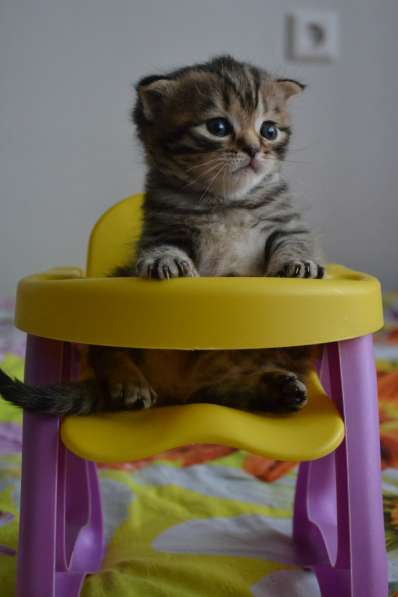 Шотландская вислоухая кошечка в фото 11