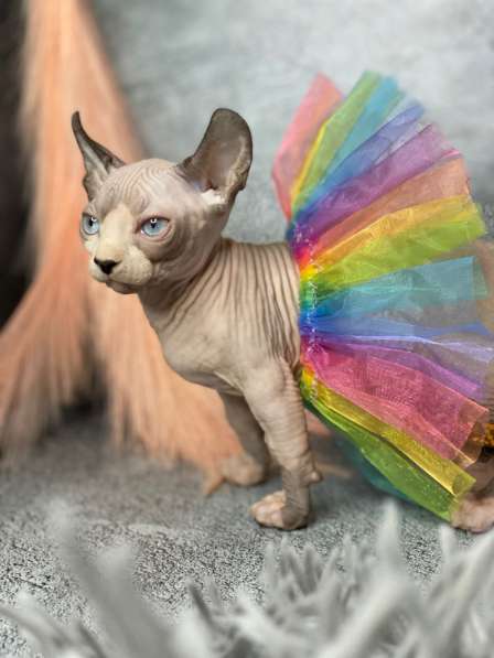 Sphynx Dwelf Baby Girl