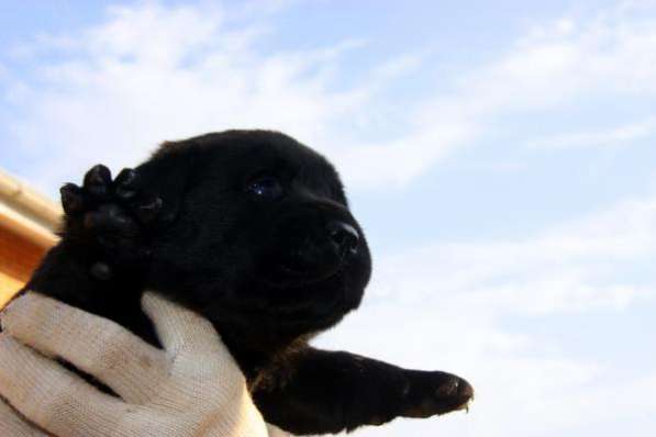 Щенки ЛАБРАДОР РЕТРИВЕР клубные сент. 2015 в Санкт-Петербурге фото 5