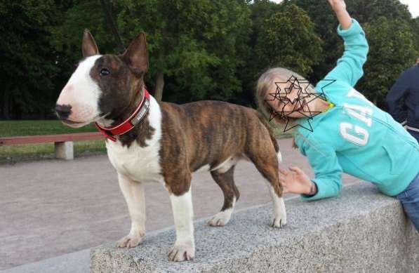 МИНИ Бультерьер в Санкт-Петербурге