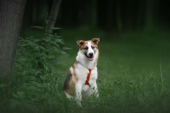 Молодой, активный красавец Пряник ищет дом! в Москве фото 14