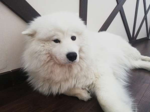Самоедская лайка в Москве фото 6