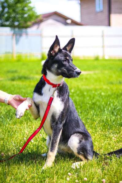 Красавица Пеппа от мамы-овчарки в дар в Москве