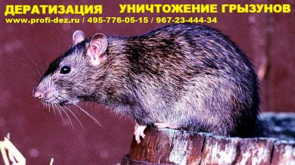 Уничтожение клопов, тараканов, блох, клещей Профи-Дез в Ногинске фото 12