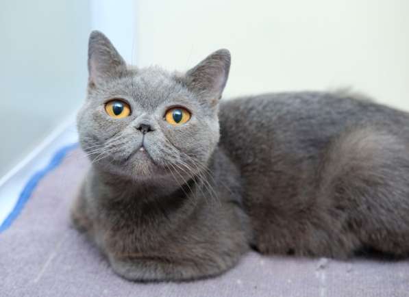 Непосредственная Евангелина ищет лучшего друга