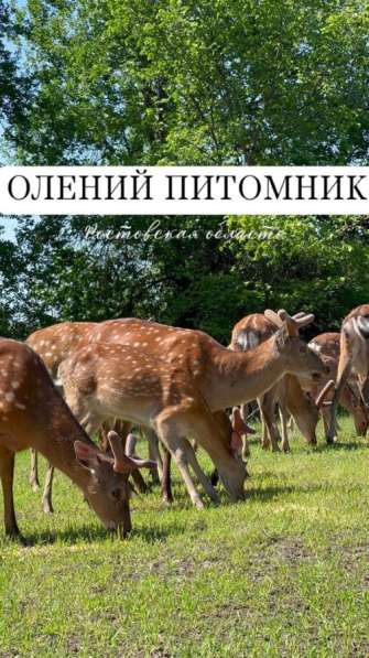 Питомник с оленями, однодневный тур, РО в Ростове-на-Дону фото 5