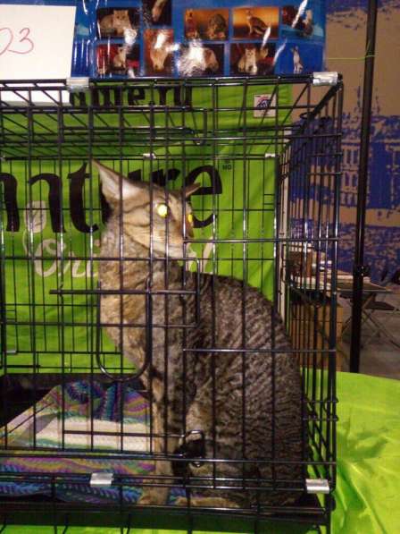 Котята Корнишрекс породистые в Санкт-Петербурге фото 5