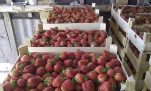 Продам саженцы клубники в фото 15