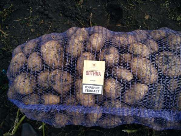 Картофель разных сортов оптом от производителя. в Саратове