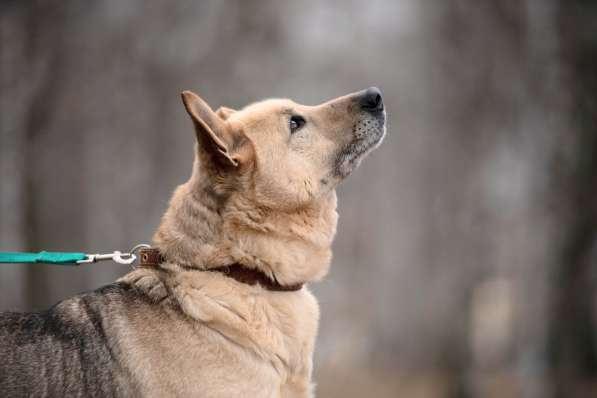 Дюшес - лучший Друг для всей семьи! в Москве фото 13