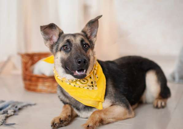 Добби мини овчарка в Москве фото 10