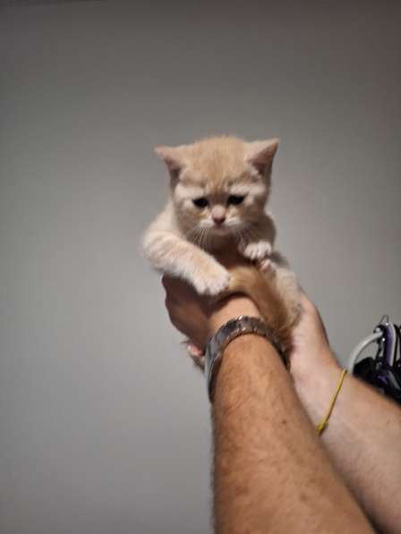 Шотландские вислоухие котята в фото 5