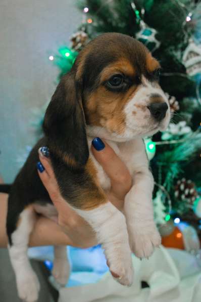 Щенки Бигля в Москве фото 7