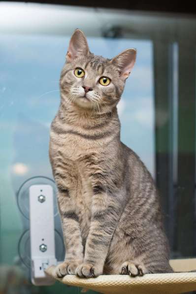 Красавец серо-голубой котик-подросток Костя в добрые руки в Москве фото 11