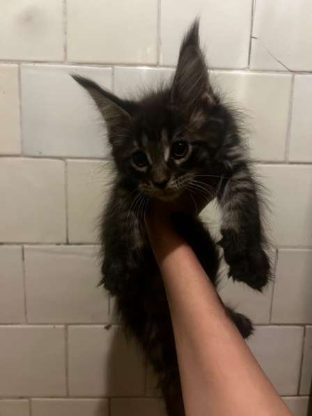 Котята мейн-кун в Нижнем Новгороде фото 3