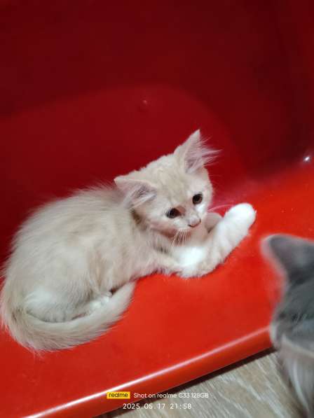 Котята в хорошие руки в фото 11