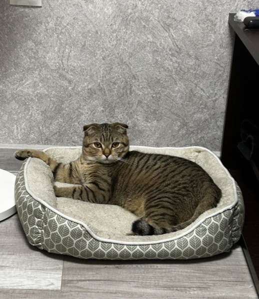 Шотландские котята в Ставрополе фото 3