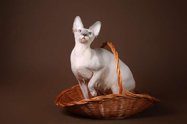 Красота – страшная сила – это сфинкс, эльф бамбино в Мурманске фото 7