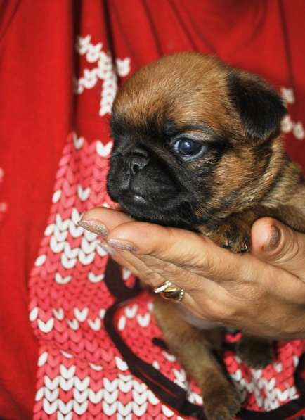 Малый брабансон рыжий мальчик