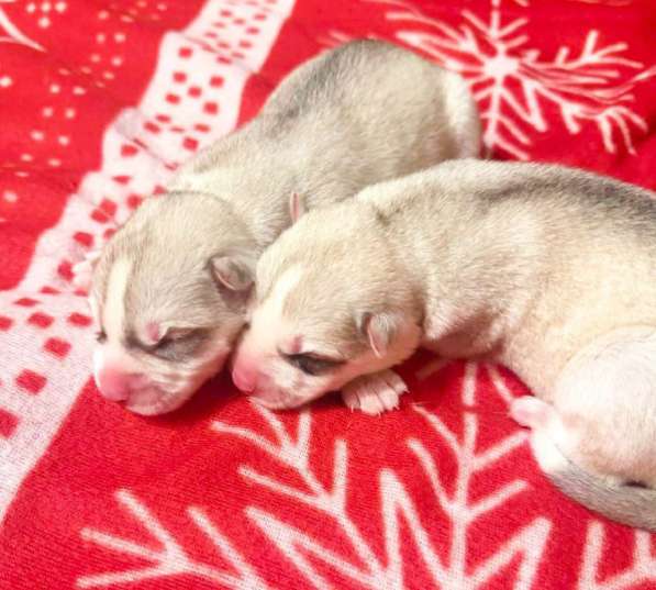 Открыта бронь на щенков хаски в Москве фото 24