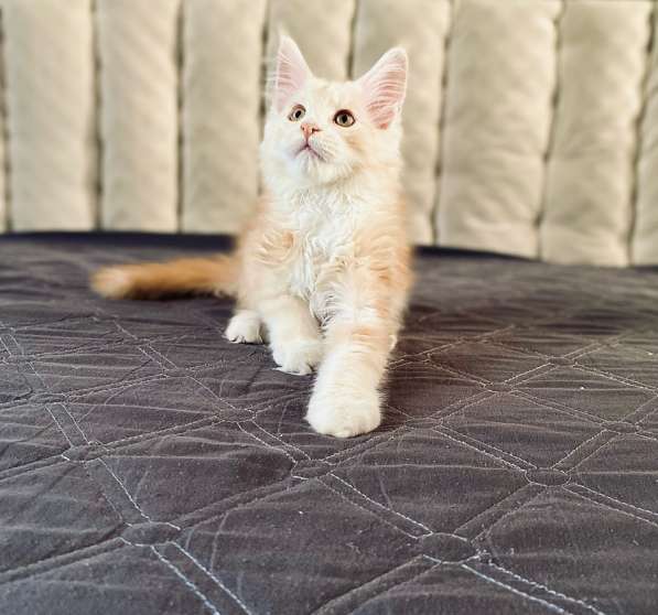 Срочно продаю девчушку мейн Кун