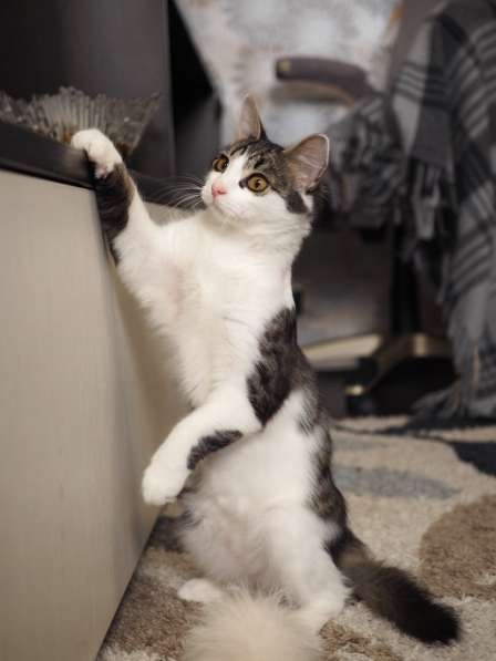 Луис — котёнок-компаньон ищет дом в Москве фото 5