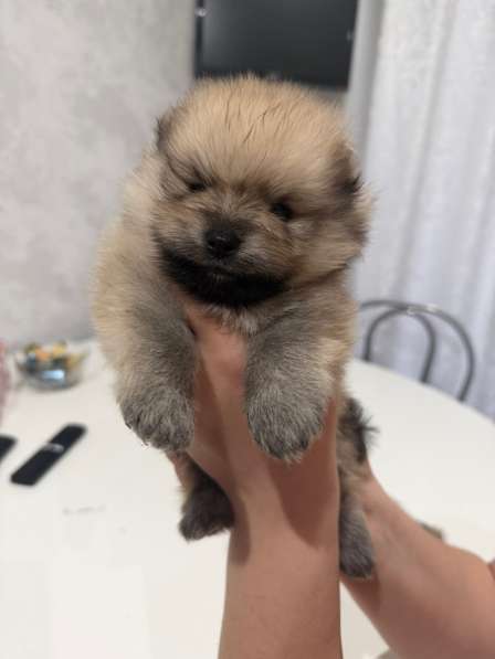 Щенки шпица в Смоленске фото 3