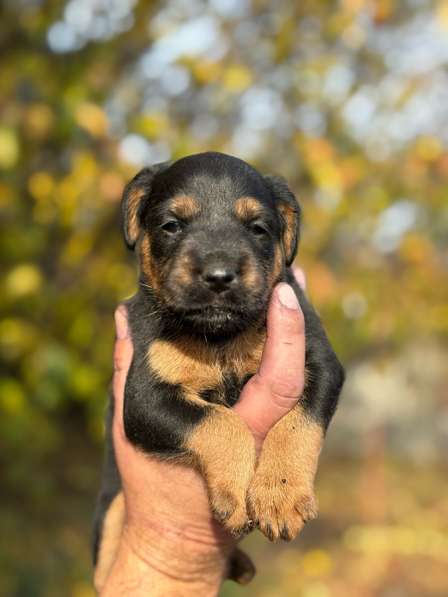 Щенки ягдтерьера в Пензе фото 4