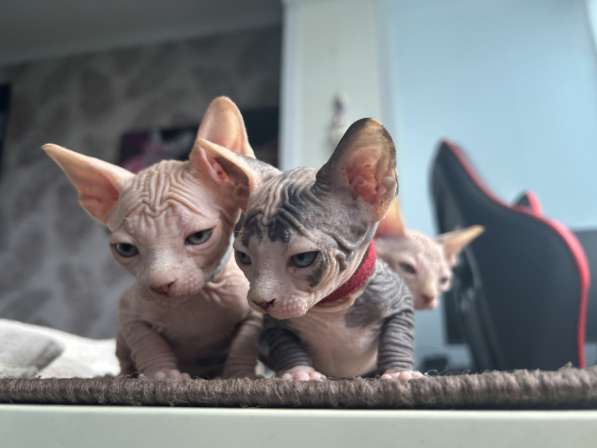 Сфинкс котенок в Санкт-Петербурге фото 5