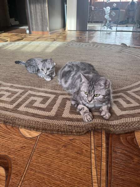 Котята в Белово фото 13