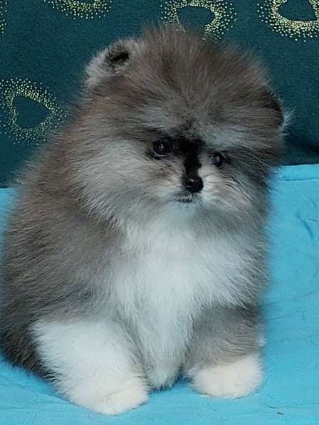 Pomeranian spitz. Merle boy в фото 3