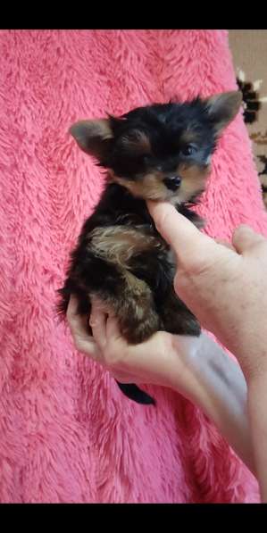 Yorkshire terrier. Mini girl's в фото 3