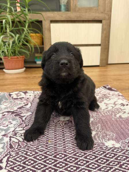 Щенки, отдаем даром, в добрые руки в Тольятти фото 8