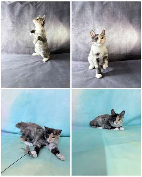 Курильски бобтейл котята в Москве фото 4