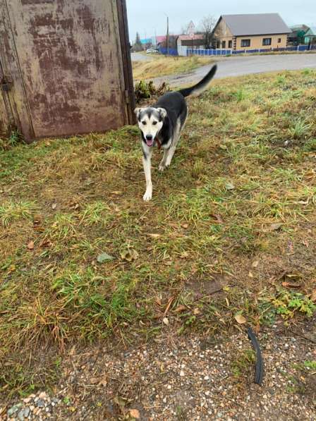 Отдам собаку в добрые руки в Москве
