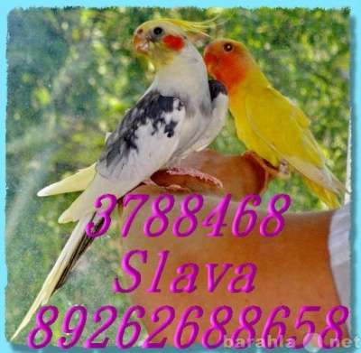 Кореллы разных расцветок, ручные птенцы. Москва