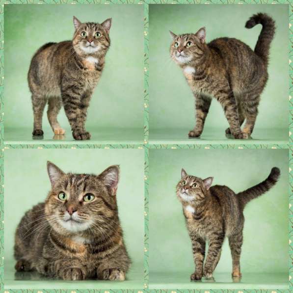 Кошка даром ТАФФИ