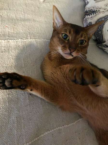 Кот абиссинский