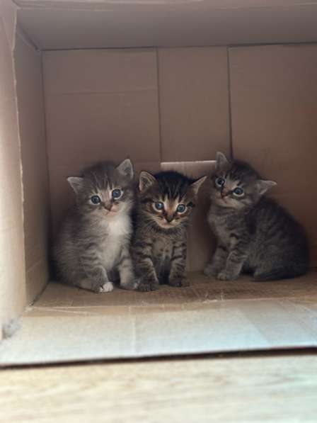 Котята в добрые руки, мальчики