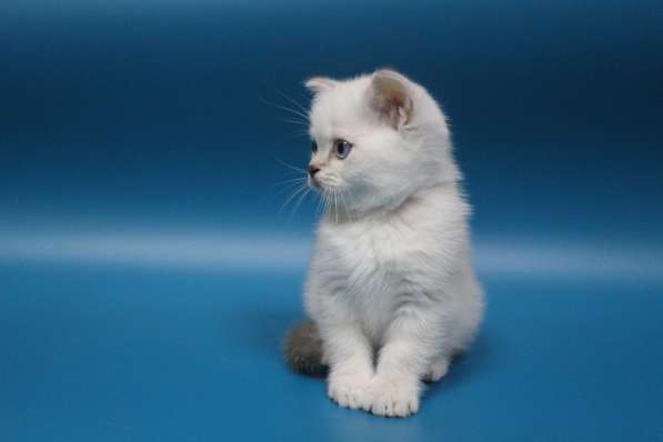 Scottish straight kitten в Геленджике