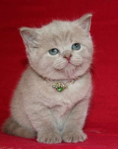 британский котенок: лавандовая девочка