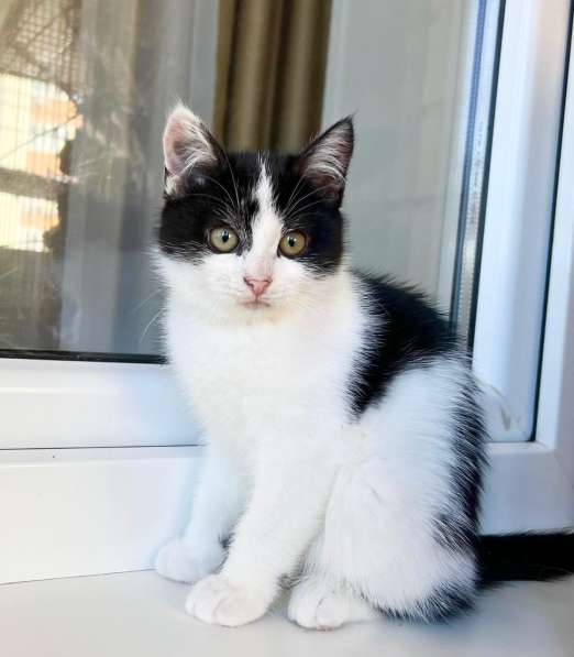 Котенок Мультик в самые добрые руки