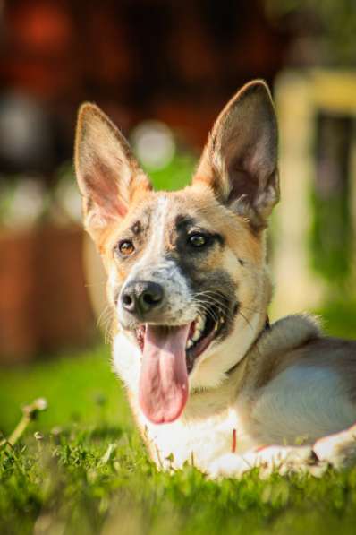 Красавчик, метис овчарки Рэкс в дар в Москве