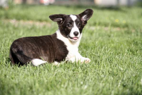 Щенок вельш корги кардиган в Москве фото 5