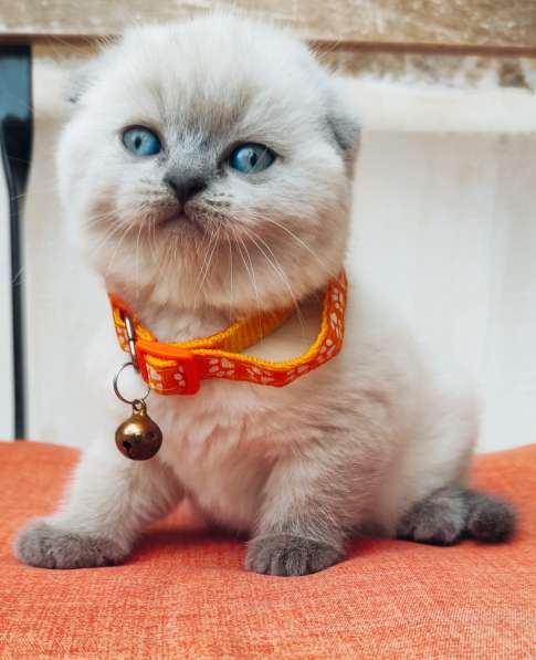 Scottish Fold в фото 9