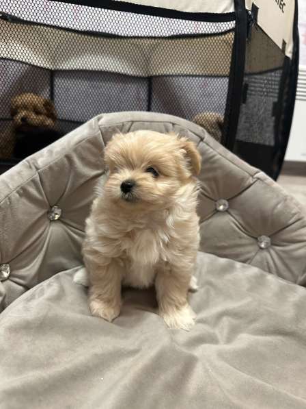 Мальтипу в Санкт-Петербурге фото 3