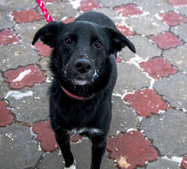 Ищет дом симпатичная собачка Лейла в Коломне