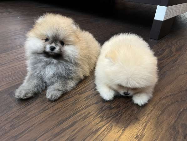 Шпиц померанский в Калуге фото 4