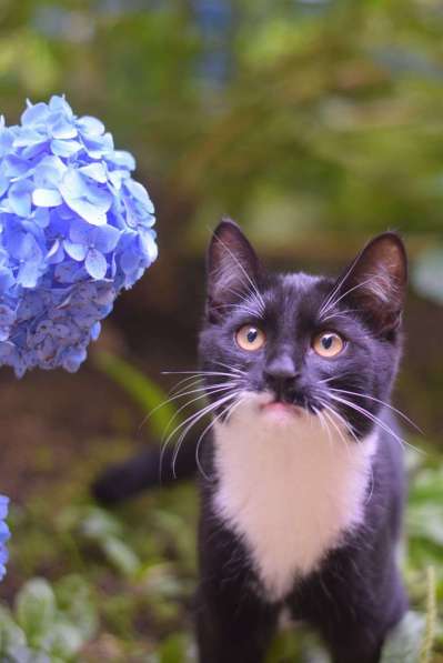 Обаятельный котенок Кузьма в добрые руки!